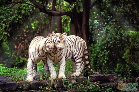 廣州番禺長隆野生動(dòng)物世界全新羊園、廣州嶺南印象園、花城廣場歡樂二天