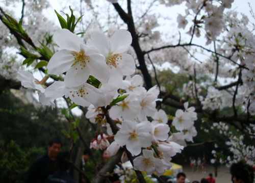 神農(nóng)架祭壇、天生橋、武當(dāng)山、李煥英拍攝地、古隆中、夜游唐城雙飛5日游